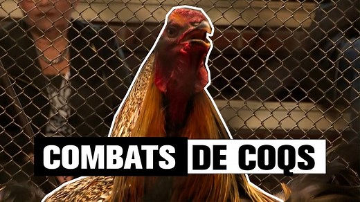 Les combats de COQS en France - Tout savoir sur le phénomène ! | 100% DOCS