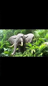 Jungle cruise @ Disney Orlando