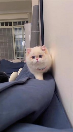 Cutest Fluffy Kitten Ever 😍 | Cute Cat Short Video