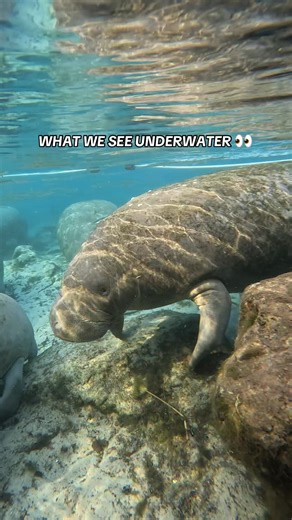 2M views · 59K reactions | It’s one thing to see them from above… it’s another to meet them face to face ✨ It’s just 88 days until Manatee Season begins and we begin to see these views once again  #manateeseason #manateetours #crystalriver #floridasprings #florida | Manatee Tour and Dive | Facebook