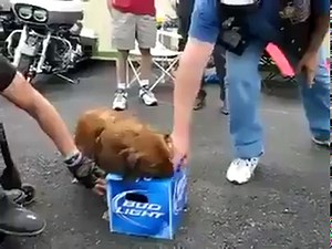 78K views · 1.9K reactions | This dog has to belong to a Biker. LOL! | The Biker Brotherhood | Facebook