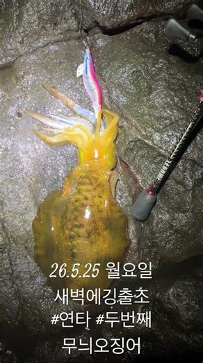 2026년 5월 25일 제주도 무늬오징어 낚시 새벽낚시출조 2nd #조과물 #무늬오징어 #에깅 #도보낚시 #제주에깅스쿨 #등낚골 #제주에깅팀 #프로튜브 #새벽에깅 #제주낚시 #히트