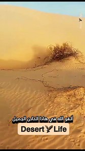 154K views · 3.8K reactions | Desert fox #fox #desert #reelsvideoシ #nature #oman #instadaily | Desert life | Facebook