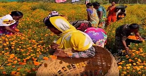 How These Tribal Women Turned Into Entrepreneurs In Odisha