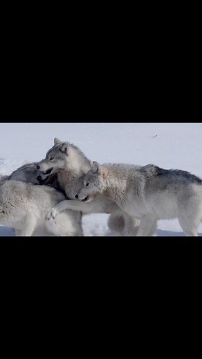 6.9K views · 164 reactions | Get paid to research wolves??? . I’d...