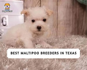 The 6 Best Maltipoo Breeders in Texas (2025)
