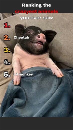 Ranking funniest animal meetings you ever saw! #animals
