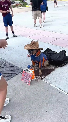 894K views · 20K reactions | Dog Selling High Fives For a Dollar  | Cute Things | Facebook