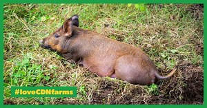 Raising Heritage Pigs and Wildboar in Canada