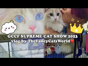 GCCF supreme cat show 2023 vlog by TheFancyCatsWorld❤️