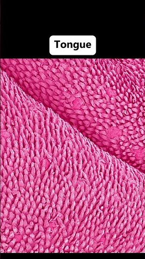 🔬Human Body Parts Under the Microscope 🔍