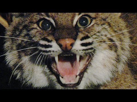 Aggressive Bobcat 01