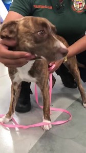 Our Tuesday Pet of the Week is Ginger, a 10-month-old, brown brindle and white Basenji mix! This friendly girl is a real sweetheart, with a lot of love to give. She’s super soft with beautiful coloring, and will make a loyal companion for an active home! For more info on Ginger (ID# A1778850), call LA Animal Services at (213) 792-4955. Please share this post to spread the word about Ginger. If you’ve adopted any of our pets of the week, please share a pic with #abc7eyewitness! | ABC7 Morning Sho