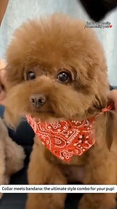 Wrap your pup in style with our adorable dog scarf! 🐶🧣 $1.99 APP ONLY❗❗ Shop Now👉https://cutt.ly/deb8WiD7 #PetFashion #CuteAndCozy | DHgate Pro