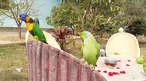 53K views · 1.9K reactions | My Amazing Parrot Flock Amazing Parrot Video | Parrot Paradise | Facebook