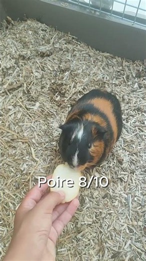 🐹 Mon cochon d'inde note les fruits d'été 🍉🍑🍓 (Partie 2)