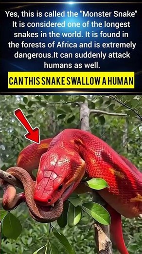 Can This Giant Snake Really Swallow a Human? 😱 Real Truth Revealed#usa#snake#wildlife#wildlifeusa