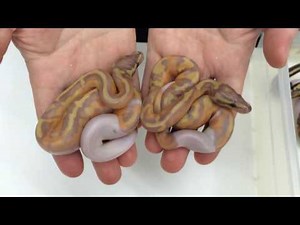 2016 Ball Python Hatching Video 1