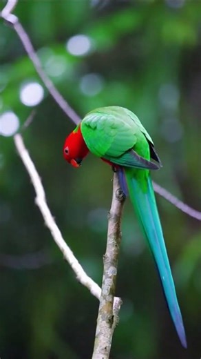 Witness the breathtaking beauty of Queensland King Parrots in their vibrant Australian wilderness 🦜