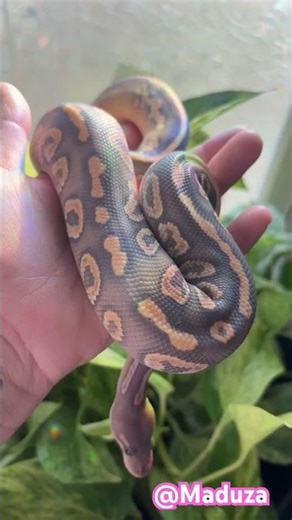 Admiration of the colors and combinations called “Morphs” of serpent species known as ball pythons