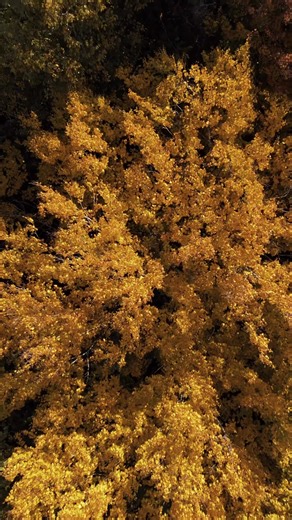 9.7K reactions · 533 shares | Caracterizado por sus montañas, lagos y bosques de mil colores, el otoño en Québec es uno de los más hermosos espectáculos naturales del mundo. Una invitación a bajar el ritmo para poder contemplar y dejarse sorprender.    : @guillaume.stamand, Tourisme Laurentides | Bonjour Québec | Facebook