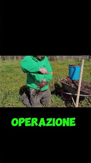 The natural secret to stimulating ROOTING ¦ WATCH THE FULL VIDEO