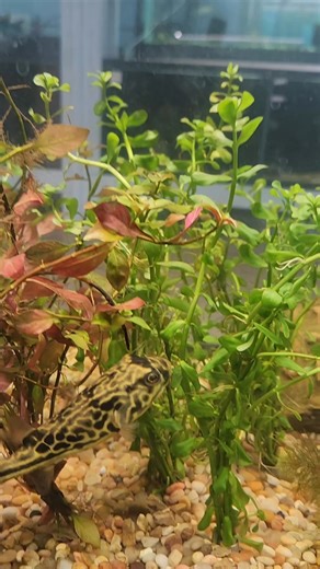 2.1K views · 32 reactions | Meet our new store MBU puffer! He is a a very personable little guy. Only problem is he has no name! So we are going to hold a contest to remedy that! Post a name in a comment below and on Sunday night December 21st we will go live and do a random comment generator and if you are the winner you will get a $50.00 TK Aquatics gift card. If a comment does not have a name we will load them up and spin again. Good luck to all! | TK Aquatics | Facebook