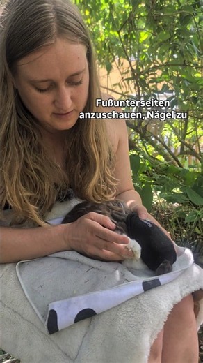 Socken-Trick: Kaninchen pflegen und Handling