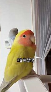 스타 마린❤ 오늘 뭐하고 놀았니~? #모란도란 #lovebird #앵무새 #parrot #모란앵무