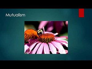 Interactions between organisms