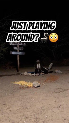 Skunk Prank Gone Too Far #animalbehavior
