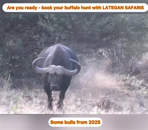 LATEGAN SAFARIS - buffalo hunts 2026 US$12900 / 7 days - come and see us at the shows in US or contact us - bennie@lategansafari.com or carien@lategansafari.com | Bennie Lategan