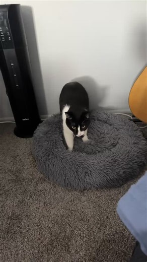 My Twins 🐈‍⬛ #cat #meow #catsarelife #catoftheday #tuxedocatsoftiktok