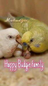 6.5M views · 10K reactions | Happy Budgie family welcomes the new baby  #budgiesbreeding #birds #parrots #chicks #birdlife #natural #parrotsoftiktok #pets #nestingbirds #watch | Mo Budgie | Facebook
