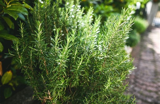 Tout savoir sur la culture du romarin pour un jardin aromatique au top - Elle Décoration