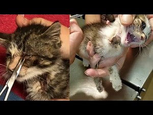 Botfly removal from animals satisfying botfly larvae removal from animals #2