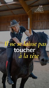 Votre cheval refuse qu’on touche sa tête et surtout ses oreilles ? C’est un souci fréquent… mais pas une fatalité ! 👉 Découvrez une astuce simple et respectueuse pour aider votre cheval à retrouver confiance et accepter le contact. 💡 L’idée clé : progresser par petites étapes, sans jamais forcer. Pour la version complète avec tous les détails, cliquez sur le lien en commentaire. #Equitation #RelationChevalCavalier #ComplicitéÉquestre #EquitationÉthologique | Alegria Relation de Complicité
