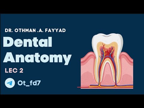 تشريح الأسنان م/أولى المحاضرةالثالثةتراكيب السن -Dental anatomy lec3 parts of teeth first stage