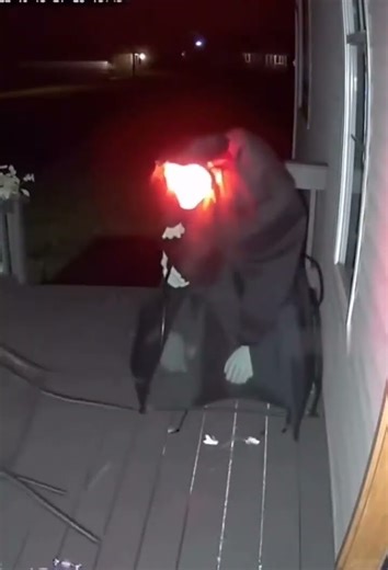 #Possum #stealing #candys #Halloween #Opossum #FunnyAnimals #TrickOrTreat #Animal #Halloween
