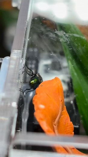 Jumping spiders are active hunters — no webs needed. They grab their prey, inject a mild venom to stop it, and then drink the liquified insides just like all spiders do. #jumpingspider #bobthespider #spiderfacts #educationalreels #arachnidsofinstagram #spiderlover #jumpingspidersofinstagram #petspider #spidercontent #clumsyjumpers | ClumsyJumpers