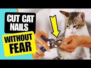 How to Trim Your Cat’s Nails Without Getting Scratched🐱 (Step-by-Step Guide)