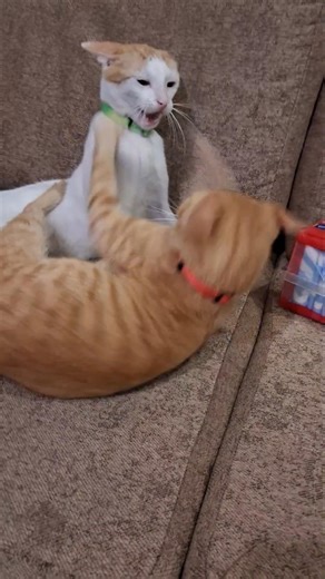 They switch modes so quickly #cat #foryou