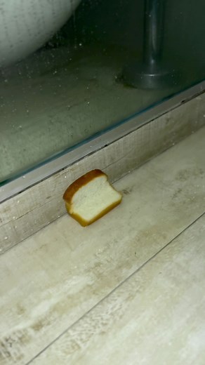 Exploring the Fun of Bread Memes and Freddie Mercury