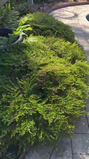 Florida Foliage Mexican Heather White | 10 Live Plants | Cuphea Hyssopifolia | Heat Tolerant, Low Ma