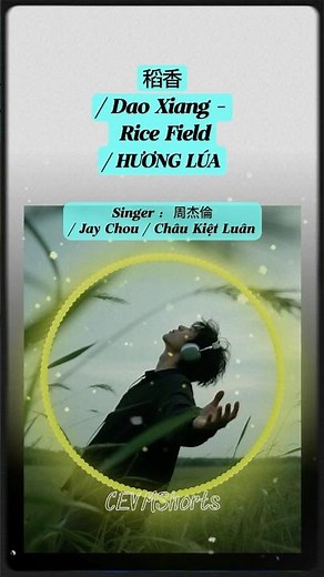 稻香/ Dao Xiang - Rice Field / Hương lúa #shorts s