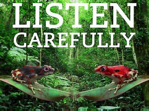 Even in the jungle, this simple law will always ring true.... *unmute video for full effect | ACCA | Facebook