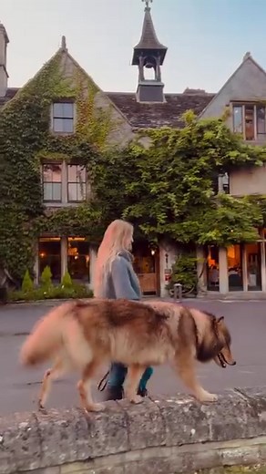86K views · 6.1K reactions | The Fire Wolf  coming this Friday on Animal Watch YouTube channel. Meet Phoenix, described as the worlds most beautiful wolfdog #wolfdog #firewolf #wolf #wolves #cotswolds #castlecombe #Halloween #autumnvibes #sunset #beautifulvillage | Anneka Svenska | Facebook