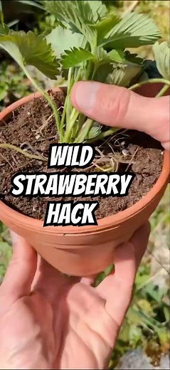 How to transplant wild strawberries without killing them #gardenhacks