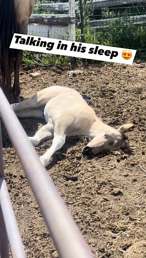 Palmer isn’t much of a talker these days - guess he used it all up talking in his sleep as a babe 😜🤣 #meriklewaters #babyanimals #newbornbaby #grulla #tobiano #sleeptalking #adorableanimals #socutebaby #allthefeels #Heartwarming #cutiepie | Merikle Waters Paints & Quarters