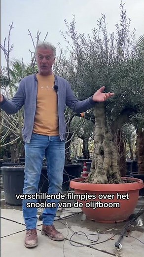 The olive tree in April | Garden Tips #gardening #garden #spring #olivetree